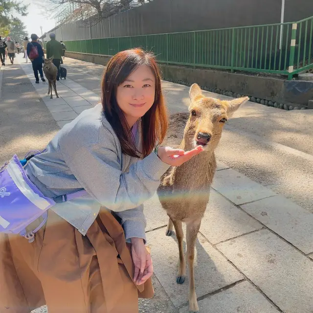 Feeding Deer in Nara