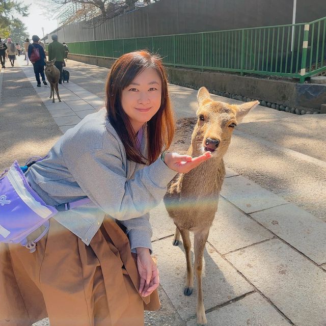 奈良餵鹿仔體驗