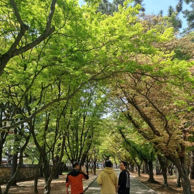 포토존이 예쁜  경주 대릉원