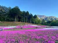 4,5月遊日本必去⭐超靚賞花公園