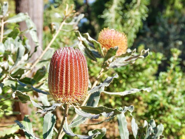 【オーストラリア・パース】キングスパーク 動植物編🪷