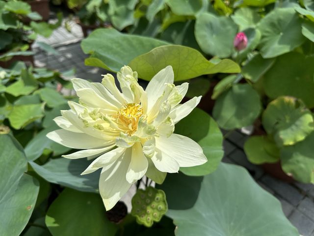 香港遊 | 大嶼山 | 寶蓮禪寺 | 香港荷花節 (下)