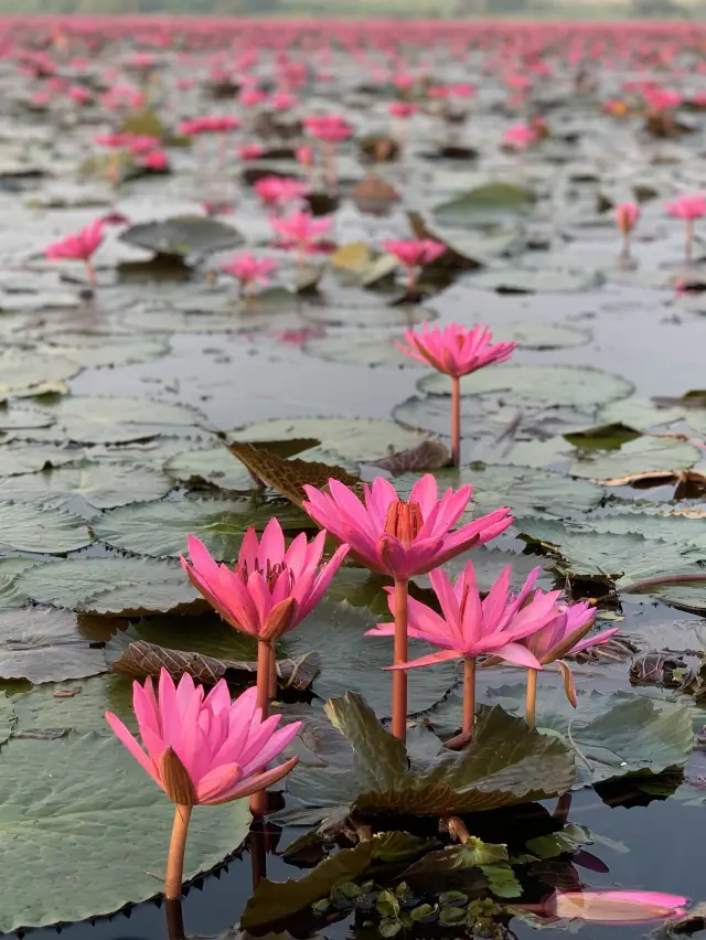 タイ・ウドンタニ🇹🇭睡蓮の湖