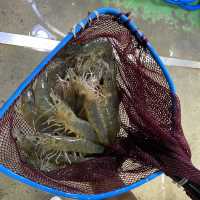 주말에 새우 먹으러 궁평항으로 떠나봐요 🦐 