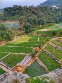 Water Cress Valley @ Cameron Highland 