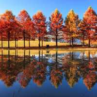 Damyang Metasequoia Road