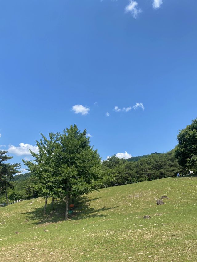 스위스같은 웅장함을 느끼고 싶을땐 해피초원목장🐑🌳