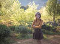 หนาวนี้...ไร่ชา 2000 ดอยอ่างขาง