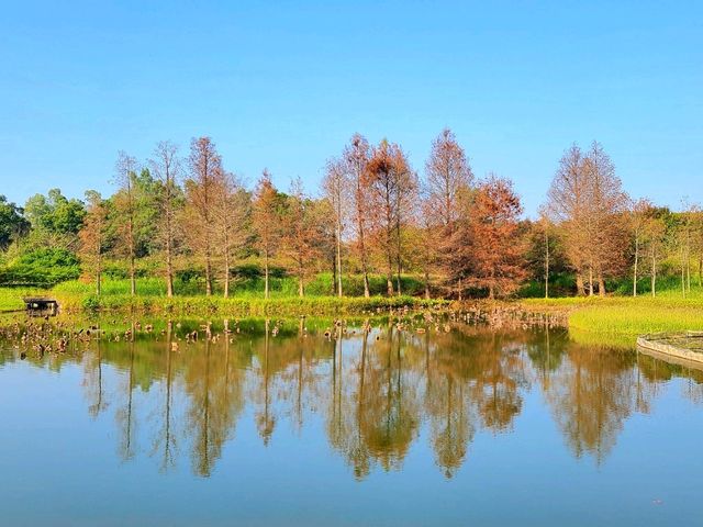 【港版加拿大湖🇨🇦~濕地公園🍁】