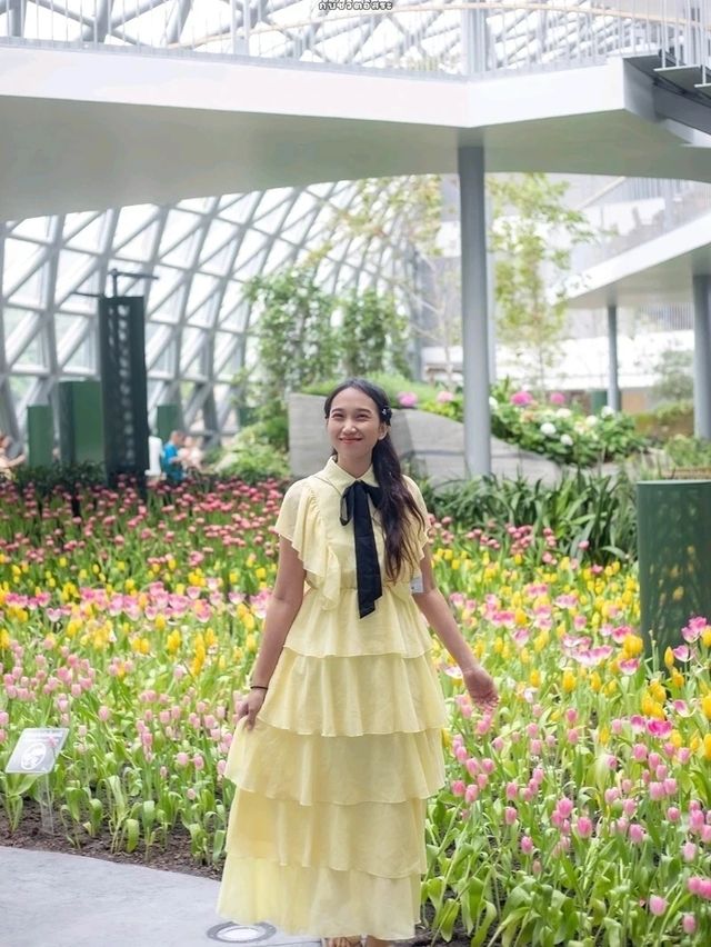 Miracle of Natural..ดอกทิวลิปบานที่ระยอง