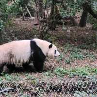 Love Travel - Chengdu & Panda legend