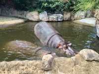 Kobe Oji Zoo