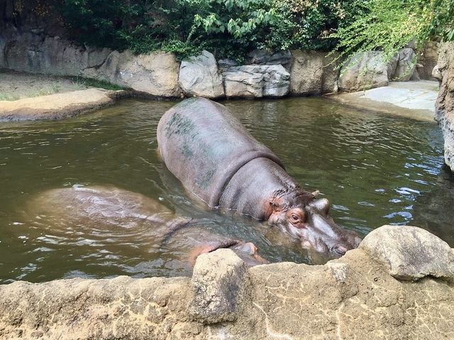 Kobe Oji Zoo