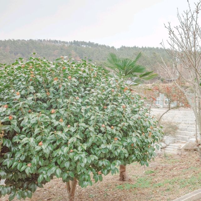 겨울꽃 동백과 바다가 아름다운 지장대사