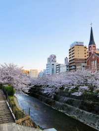 Ikutagawa River's Cherry Trees 