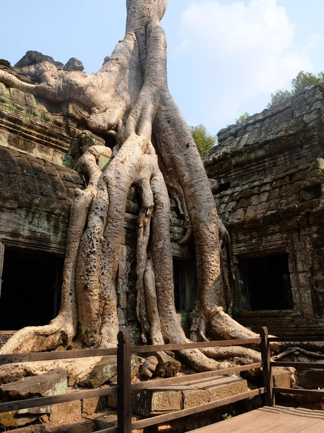 The largest tree roots!