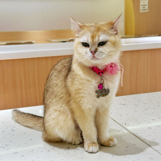 環境寬敞🥰食物美味🐈嘅貓Café