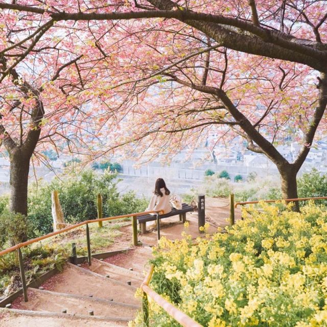 【神奈川】富士見百景にも選ばれた絶景！「松田山ハーブガーデン」🌸