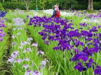 Just 320 yen for Iris Garden