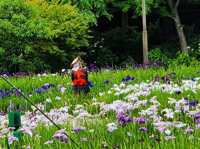 Just 320 yen for Iris Garden
