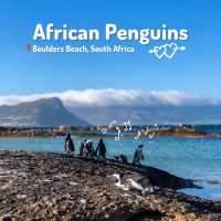 เสิร์ฟความน่ารักของ African Penguins 🐧🤗