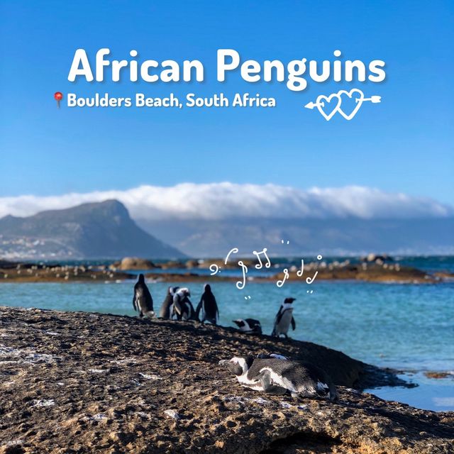 เสิร์ฟความน่ารักของ African Penguins 🐧🤗