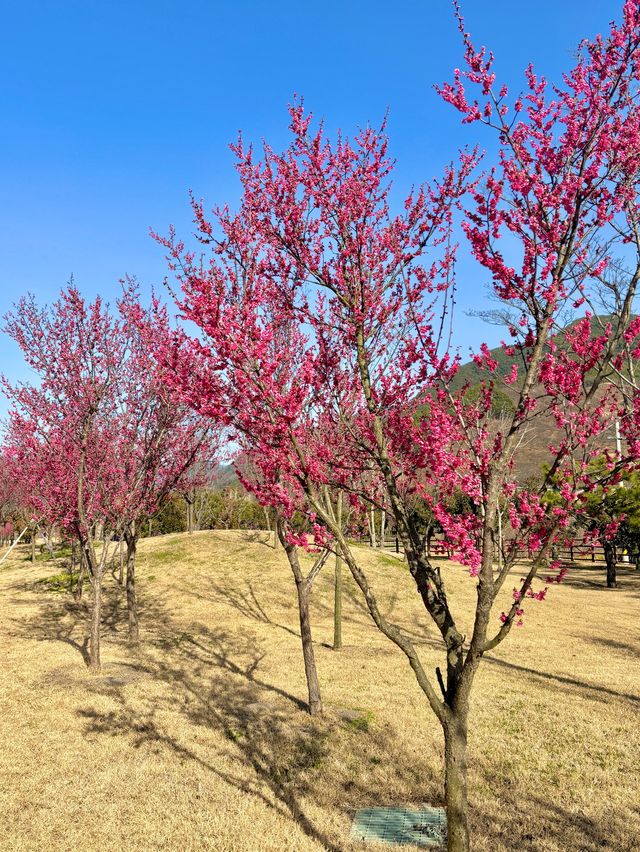 지금가면 아름다운 홍매화를 볼 수 있는 구례🩷🌸