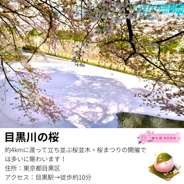 【目黒川の桜/目黒区】約4kmに及ぶ桜並木でゆったりお花見