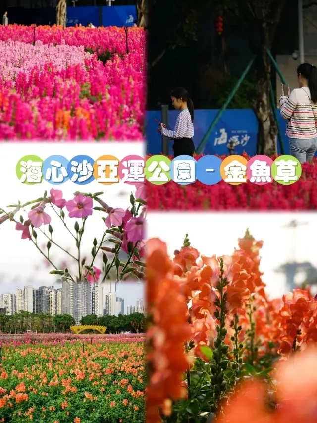 廣州海心沙亞運公園金魚草花海💐春意盎然，美不勝收🥰。