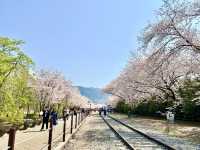 🇰🇷釜山｜高CP值賞櫻首選釜山🌸