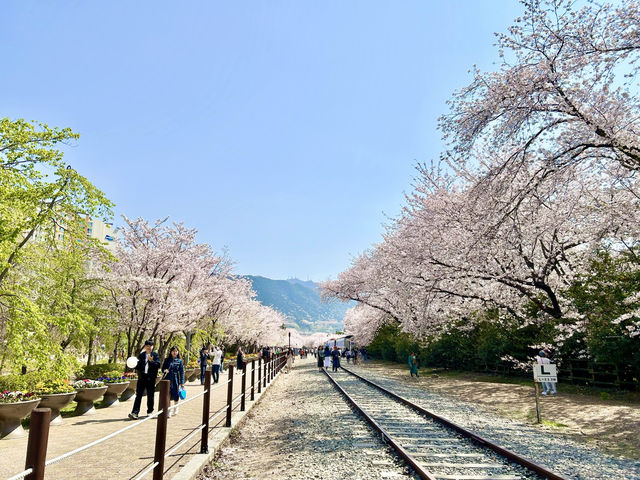 🇰🇷釜山｜高CP值賞櫻首選釜山🌸