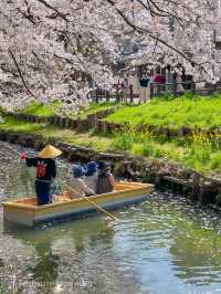 花筏と和舟の江戸時代の風情を満喫、川越の桜