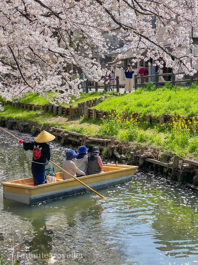 花筏と和舟の江戸時代の風情を満喫、川越の桜