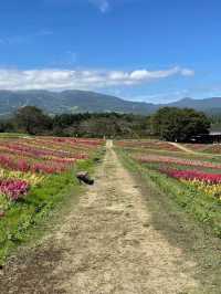 那須のオススメお花畑