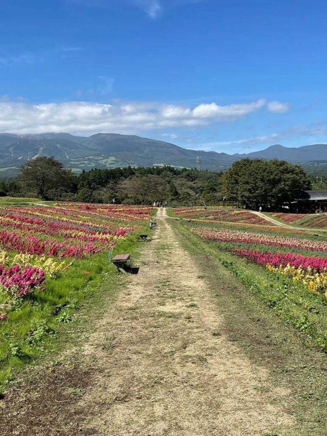 那須のオススメお花畑