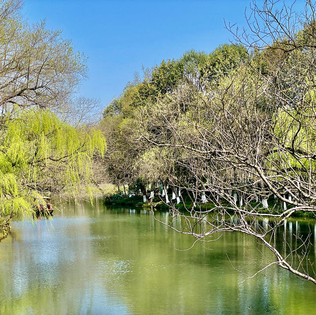 Blossoms' Passage: Yuxiu's Serenity