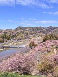 千葉の河津桜🌸佐久間ダム湖