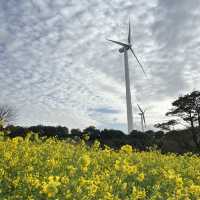 長崎県桜と菜の花の美しいスポット
