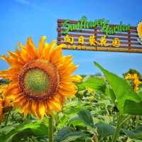 Sunflower Garden