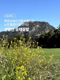 제주도에서 가장 아름다운 노란 물결이 출렁이는 곳 🌼 산방산 유채꽃밭