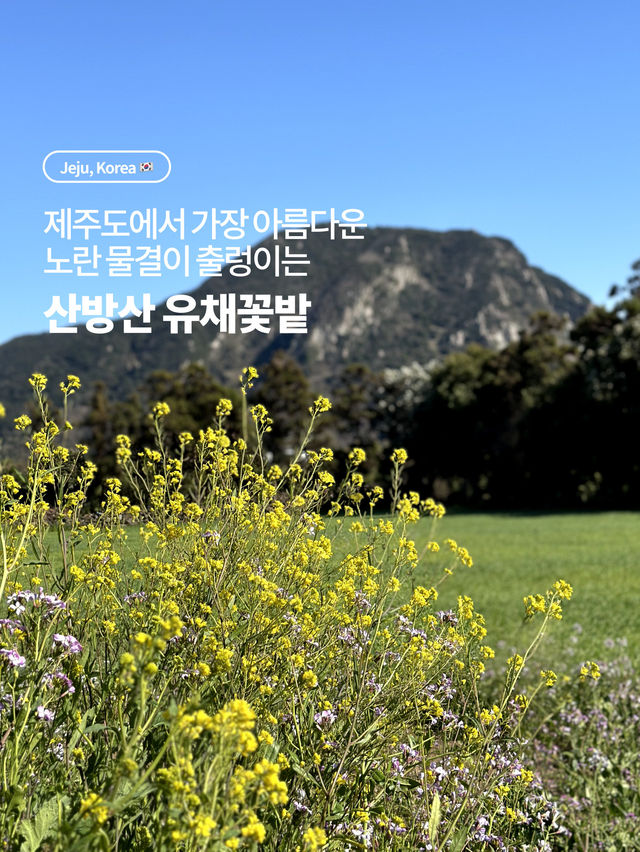 제주도에서 가장 아름다운 노란 물결이 출렁이는 곳 🌼 산방산 유채꽃밭