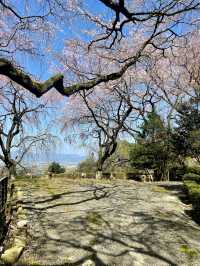 【久留米】あまり知られていない桜の名所