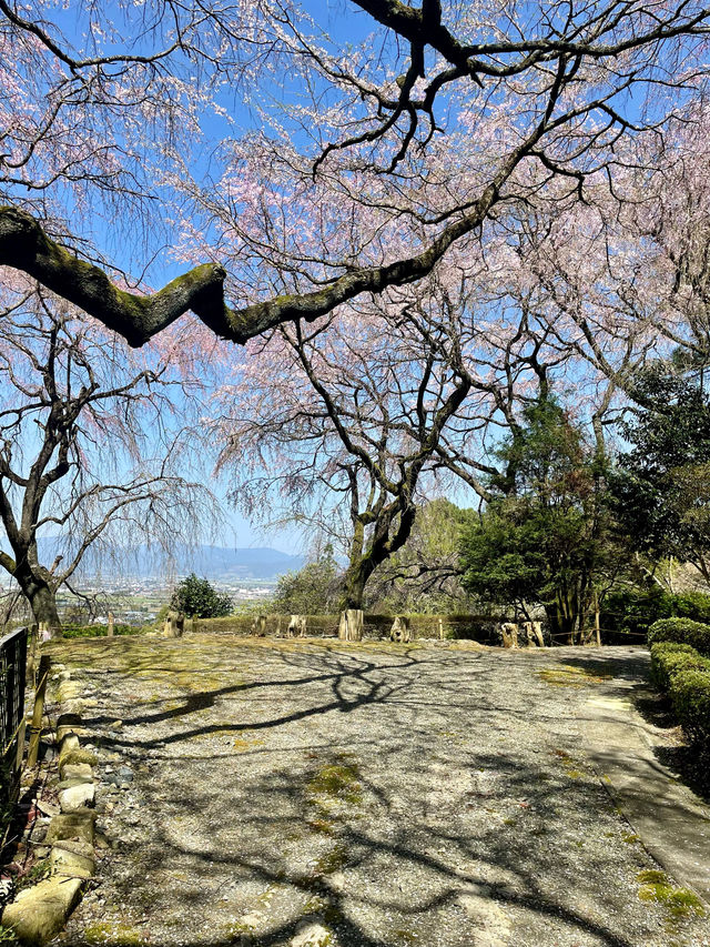 【久留米】あまり知られていない桜の名所