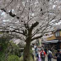 京都 哲學之道