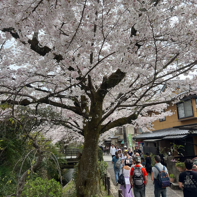 京都 哲學之道