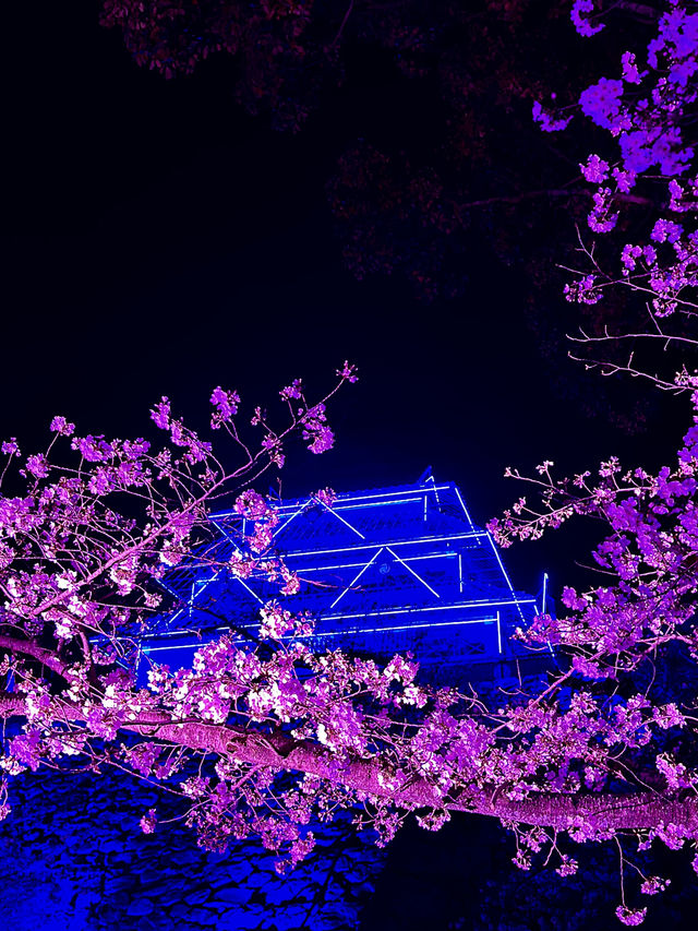 후쿠오카 벚꽃 여행 🌸