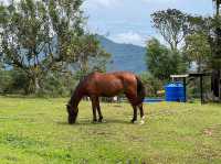 Borneo Happy Farm