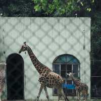 六福村野生動物園：近距離欣賞珍稀動物，親子娛樂的理想去處