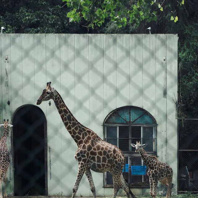 六福村野生動物園：近距離欣賞珍稀動物，親子娛樂的理想去處