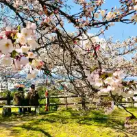 Cherry Blossom Tottori